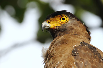 Crested serpent eagle 