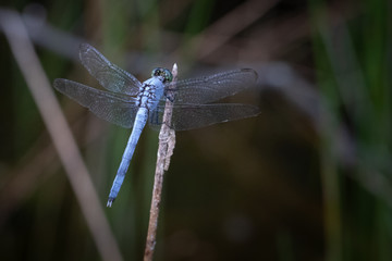 A blue dasher dragonfly holds to a reed in a natural background