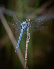 A blue dasher dragonfly holds on to a reed against a natural background