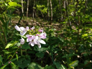 Colorful meadow flowers in grass in nature or in the garden. Slovakia