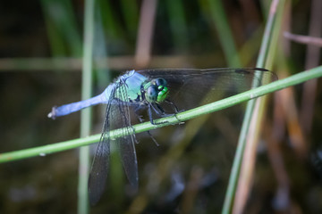 A blue dasher dragonfly standing on a reed against a natural background