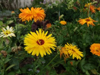 Colorful meadow flowers in grass in nature or in the garden. Slovakia