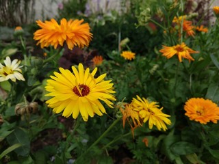 Colorful meadow flowers in grass in nature or in the garden. Slovakia