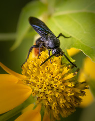 A digger wasp feeds on a bright yellow daisy flower in a meadow