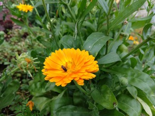 Colorful meadow flowers in grass in nature or in the garden. Slovakia