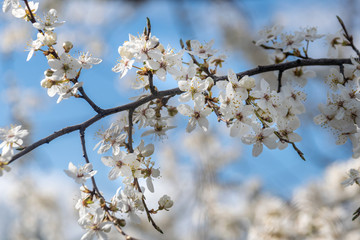 Beautiful blooming apple tree. Spring flowering of trees in sunbeams, selective focus