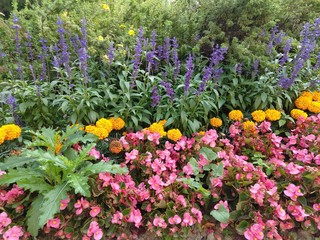 Colorful meadow flowers in grass in nature or in the garden. Slovakia