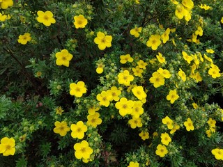 Colorful meadow flowers in grass in nature or in the garden. Slovakia