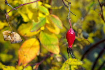 Red rose hip on background of yellow leaves on sunny autumn day. Selective focus, copy space.