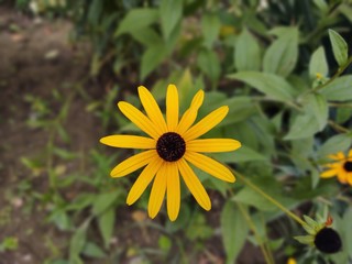 Colorful meadow flowers in grass in nature or in the garden. Slovakia
