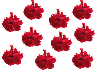 Pattern with red hibiscus flowers on a white background
