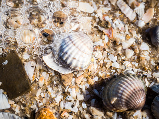 Sea shells, sand and rocks on the beach background