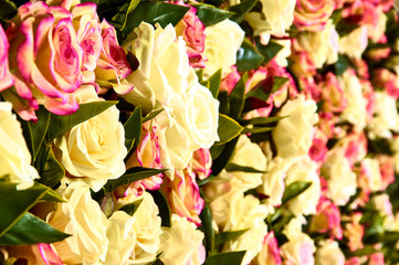 Flower wall, lots of roses
