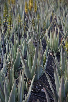 Full Frame Shot Of Aloe Vera Plants Growing On Farm
