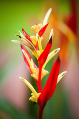 Blooming orange Heliconia flower with lush green leaves.