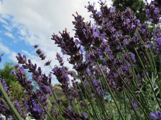 Flores