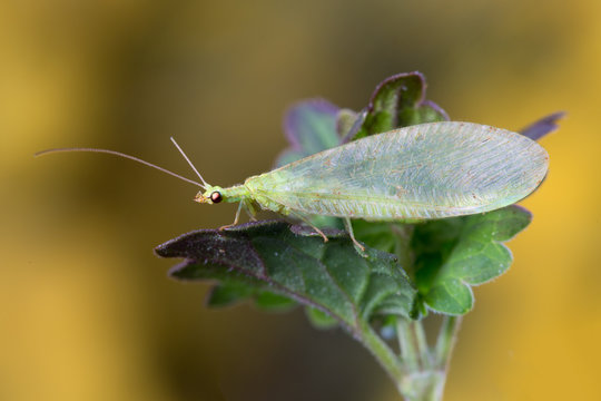 Green Lacewing Chrysopa perla, biological control of agriculture pests