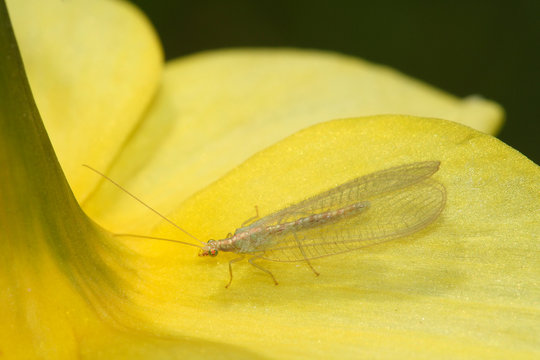 Lacewing chrysopa perla, biological control of agriculture pests