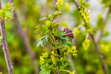 White Currant infected leaves affected by gall aphids. Red spots. Ribes rubrum. Dangerous garden...