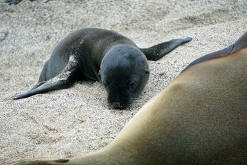Cute little Galapagos sea lion baby lying next to his mother in the sand