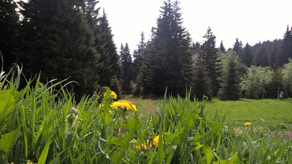 Obraz premium Colorful meadow flowers in grass in nature or in the garden. Slovakia