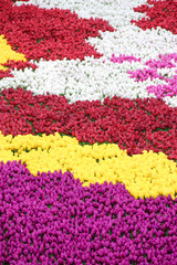 Fototapeta na wymiar Textura de tulipanes en colores