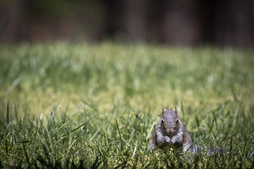 A small, chubby grey squirrel eating in the grass. He is in the bottom right of the frame with room for your text. The grey squirrel is native to Eastern North America.