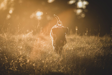 dog in the field © Bartłomiej Kosmatko