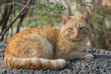 Naklejka na ściany i meble A ginger cat is lying in a ground and looking at the camera. Street stray cats.