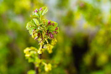 Currant branch with leaves affected by gall aphids in spring. Red spots. Ribes rubrum. Urrant aphid...