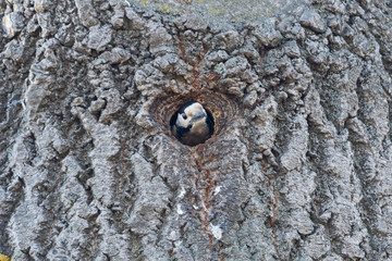 Fototapeta na wymiar woodpecker peeps out from a hollow