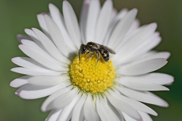 Obraz premium Wild bee pollinating a wild daisy flower