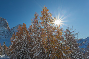 Sun filtering in the middle of orange larches covered of snow
