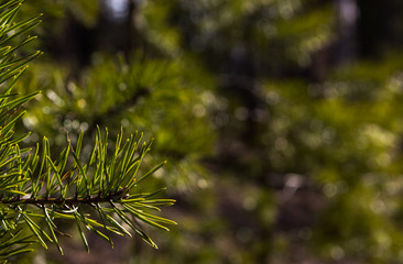 Naklejka na ściany i meble Pine tree nature background. Pine tree leaves, close up. Nature concept. Twig of young pine. Pine branch in early spring. Spring forest in sunny day. Young green twigs on green blurred background. 
