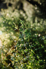 green blade of grass on blurry background