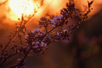 Prunus cerasifera tree blooming in the springtime, sunset photo