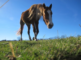 caballos