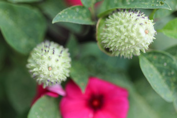 unique plant in garden 