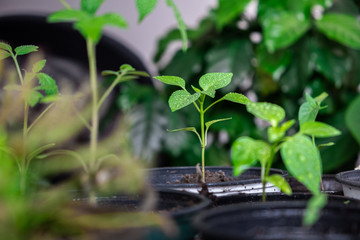Home Gardening 