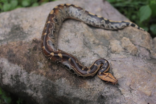 Blood Python (Python curtis ) commonly known as short-tailed python, a nonvenomous snake.