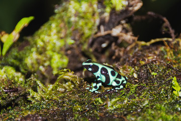Dendrobates auratus, green and black poison dart frog from Cental America, Costa Rica