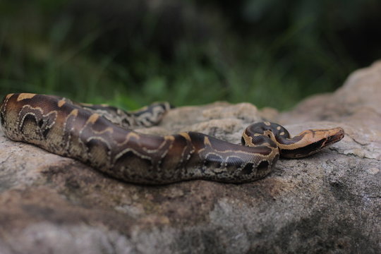 Blood Python (Python curtis ) commonly known as short-tailed python, a nonvenomous snake.