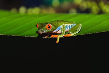 Red-eyed tree frog (Agalychnis callidryas) also called Gaudy leaf frog is an arboreal hylid, native to Neotropical rainforests in Central America in Panama and Costa Rica