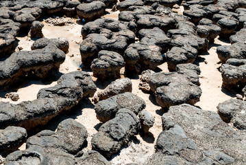 Close up of stromatolite texture. Stromatolites of Hamelin Pool in Shark Bay - the oldest living fossils on Earth. World Heritage Site in Western Australia