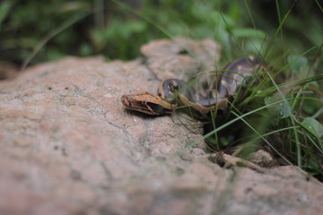 Blood Python (Python curtis ) commonly known as short-tailed python, a nonvenomous snake.