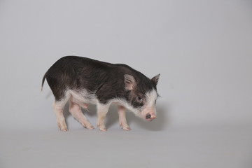 Fototapeta premium Cute pink, black mini pig stands on a white background