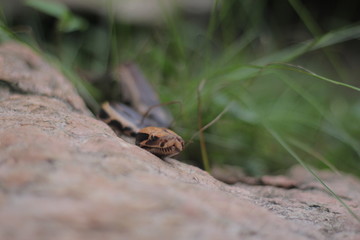 Blood Python (Python curtis ) commonly known as short-tailed python, a nonvenomous snake.