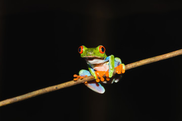 Red-eyed tree frog (Agalychnis callidryas) also called Gaudy leaf frog is an arboreal hylid, native to Neotropical rainforests in Central America in Panama and Costa Rica