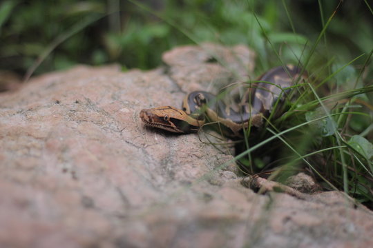 Blood Python (Python curtis ) commonly known as short-tailed python, a nonvenomous snake.