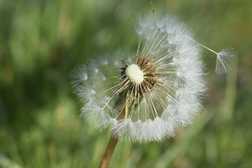 Faded dandelion in a green field. Side view.